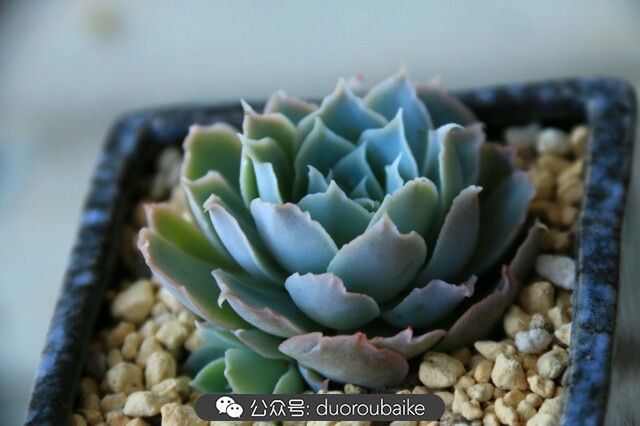 养多肉的基本常识和技巧,养多肉的正确方法讲解