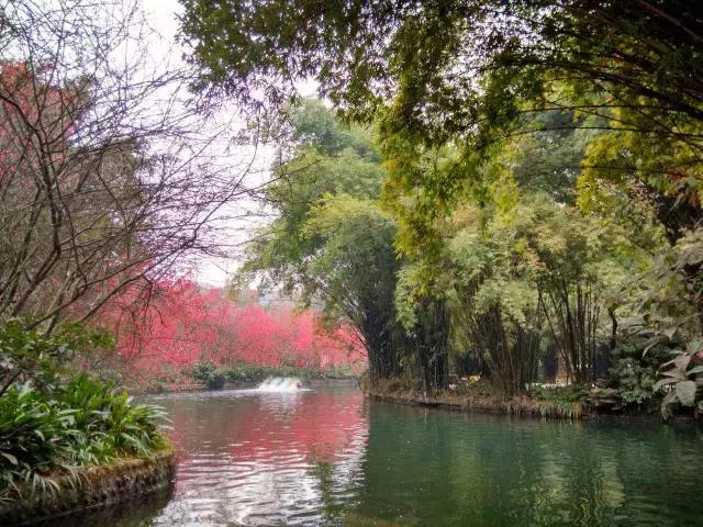 鑺辨捣閲嶇鏉ヨ,鑺辨捣鏉ヨ