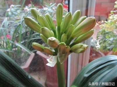 养了很多年的君子兰为什么不开花,如果你的君子兰养了几年都不开花