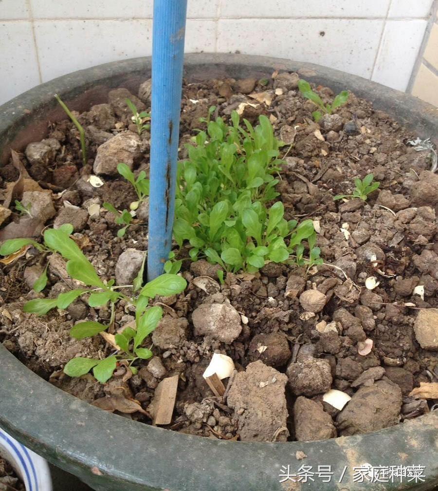 种菜不生根,为什么买的蔬菜种子种不出来