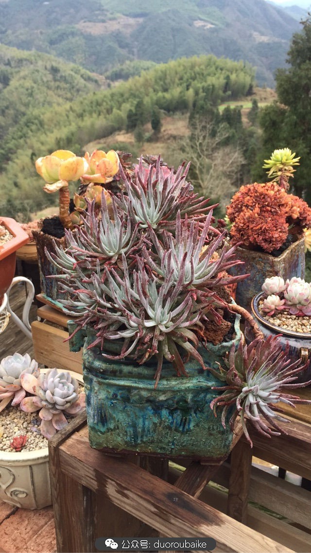 关于多肉植物的国画,多肉山水画