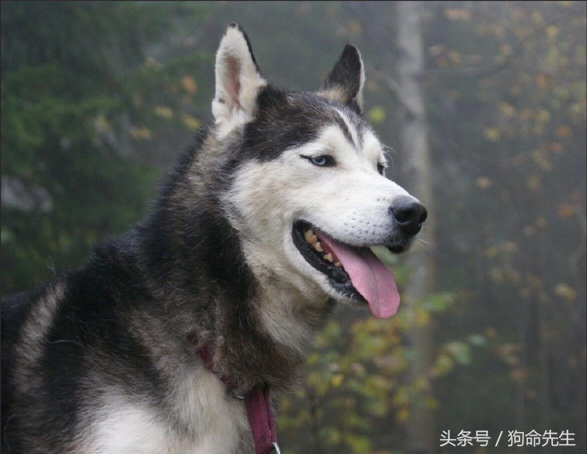 养哈士奇的正确方法,二货哈士奇都知道怎么养的吗