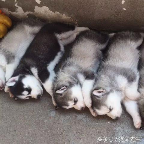 养哈士奇的正确方法,二货哈士奇都知道怎么养的吗