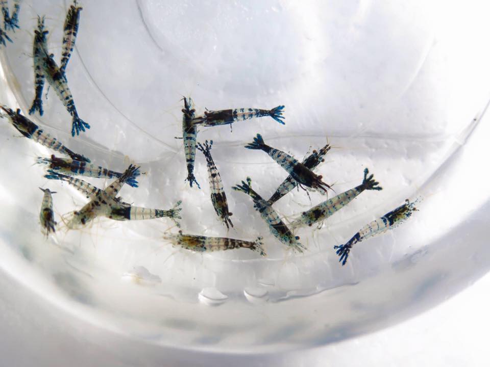 家庭观赏虾品种,家养观赏虾