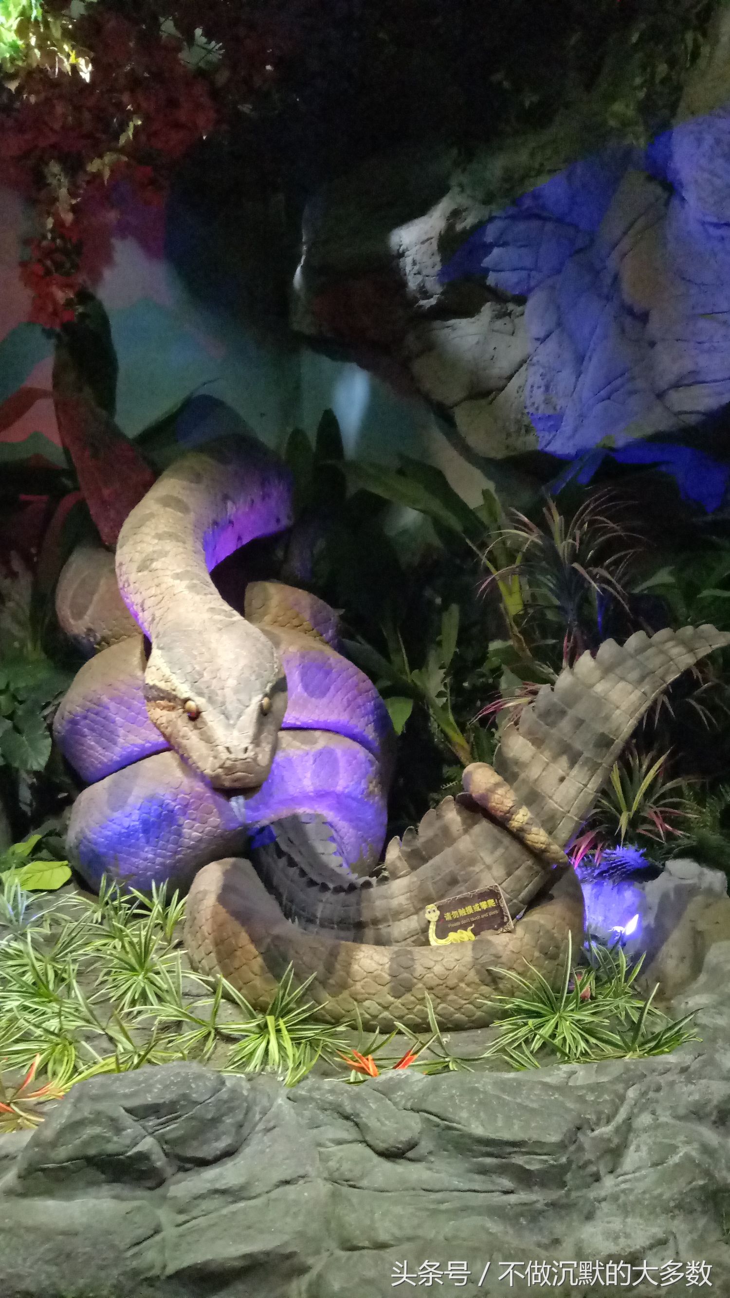 广州长隆野生动物园金蛇秘境直播,长隆野生动物园金蛇秘境害怕吗