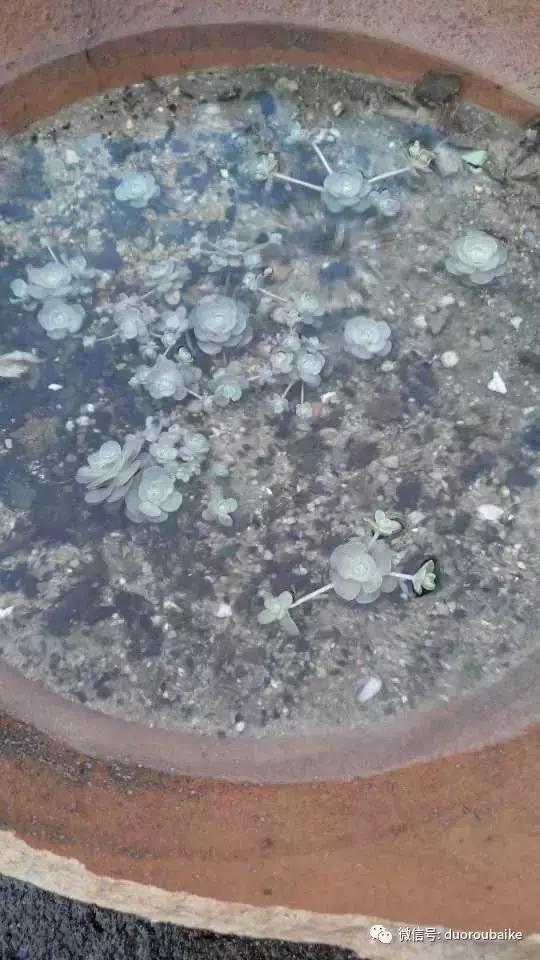 甯﹂潚鑻旂殑澶氳倝,澶氳倝闈掕嫈鍩瑰吇