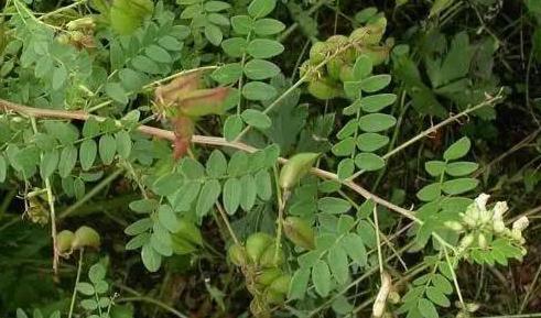 农村种植什么赚钱不愁销路安徽,农村种植什么果树好
