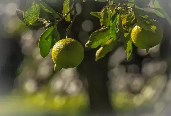 橄榄油为什么都是西班牙的呢,走进西班牙塞维利亚