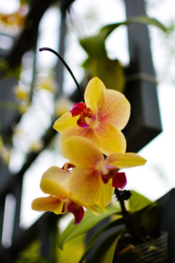 盆栽国色天香,国色天香立春