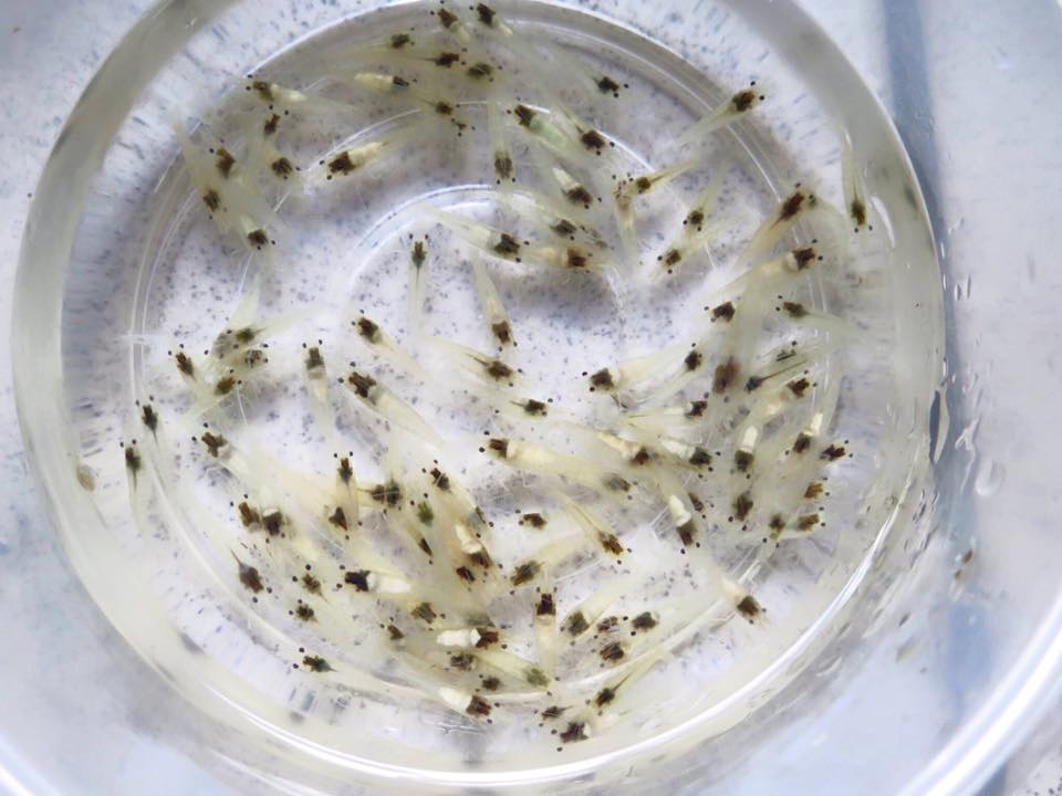 家庭观赏虾品种,家养观赏虾