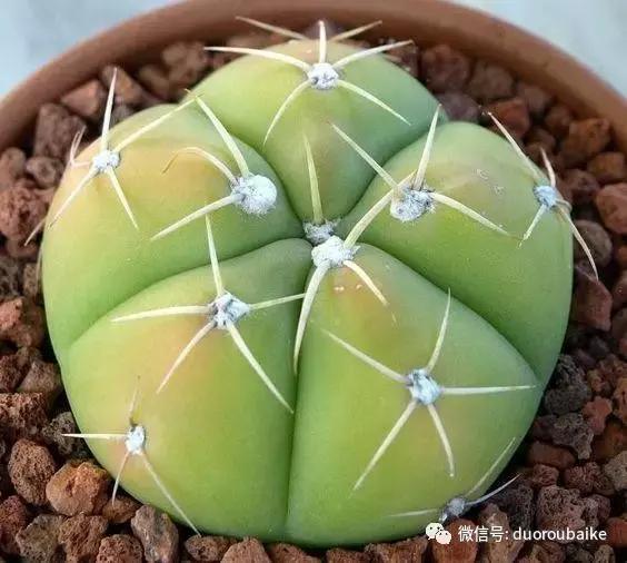 沙子可以种多肉吗,你还在用营养土种多肉吗