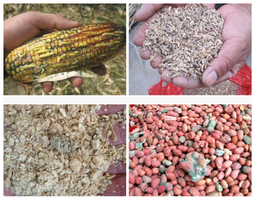 霉菌毒素对畜禽的危害,饲料中霉菌毒素污染的危害