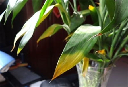 观音富贵竹黄叶怎么办,富贵竹干尖黄叶怎么办