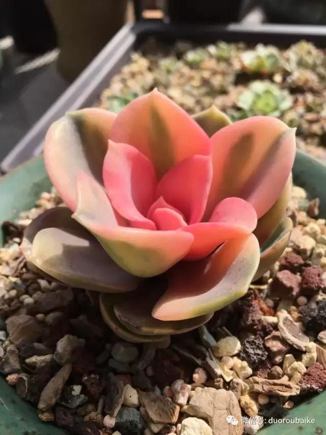 多肉是黯淡生活里的良药,多肉是解决烦恼和疲惫的良药