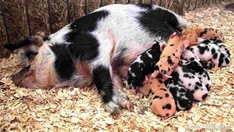 猪场出现仔猪黄痢用什么药消毒,仔猪拉红痢不要慌这里有妙招