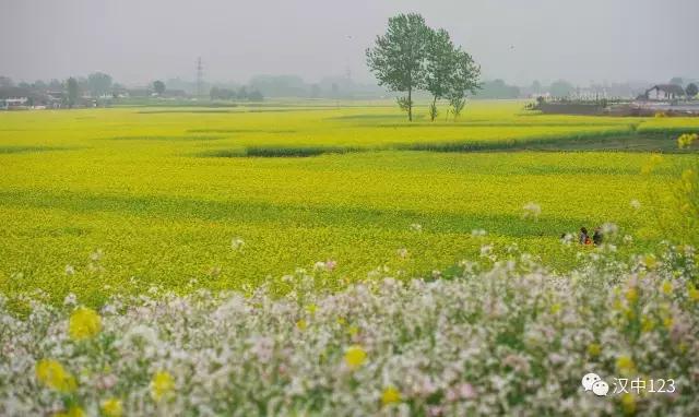 2018汉中油菜花旅游攻略,2024汉中油菜花自驾游攻略