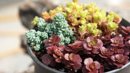 旋叶姬星美人图片,旋叶姬星美人繁殖