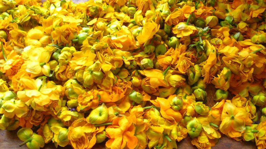 治咽炎最好的野草图片,野生草有哪些可以治咽炎