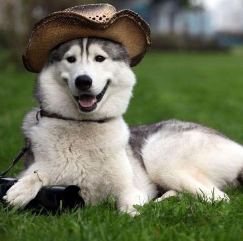 公狗绝育的好处和坏处广告,公狗狗绝育有什么好处和坏处