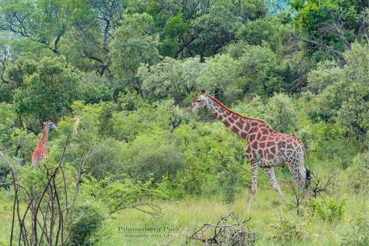 走进彩虹之国感受南非独特之美,彩虹之国南非