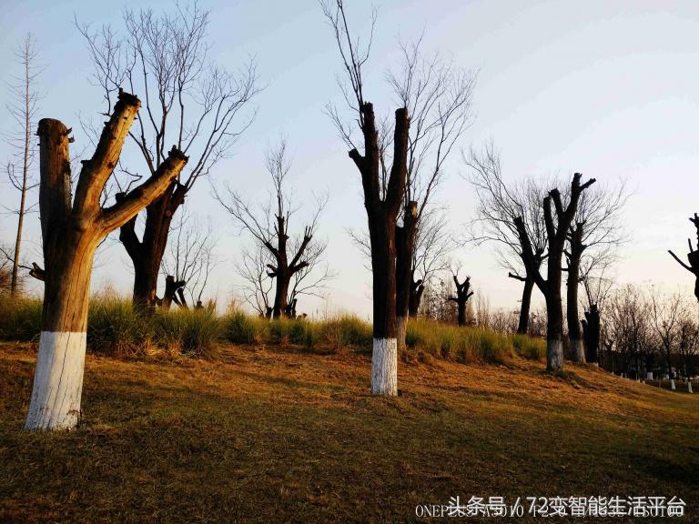 一加3T和oppo、vivo差多少？跑分排名第一没毛病！