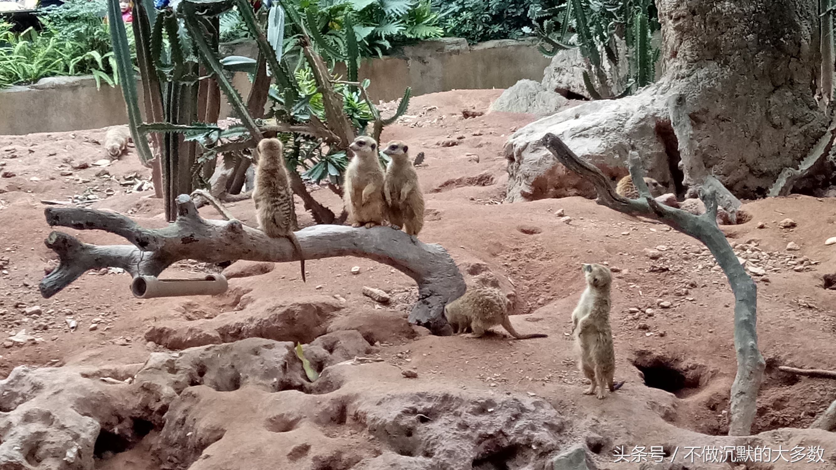 长隆野生动物园金蛇秘境有毒蛇吗,长隆野生动物园金蛇秘境怎么走