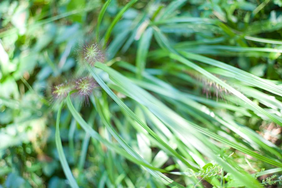 徕卡m各焦段镜头推荐,徕卡m50f2与m50f1.4对比评测