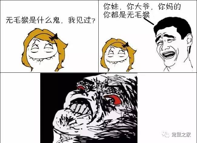 荷兰猪卖肉视频,又黑又大的荷兰猪