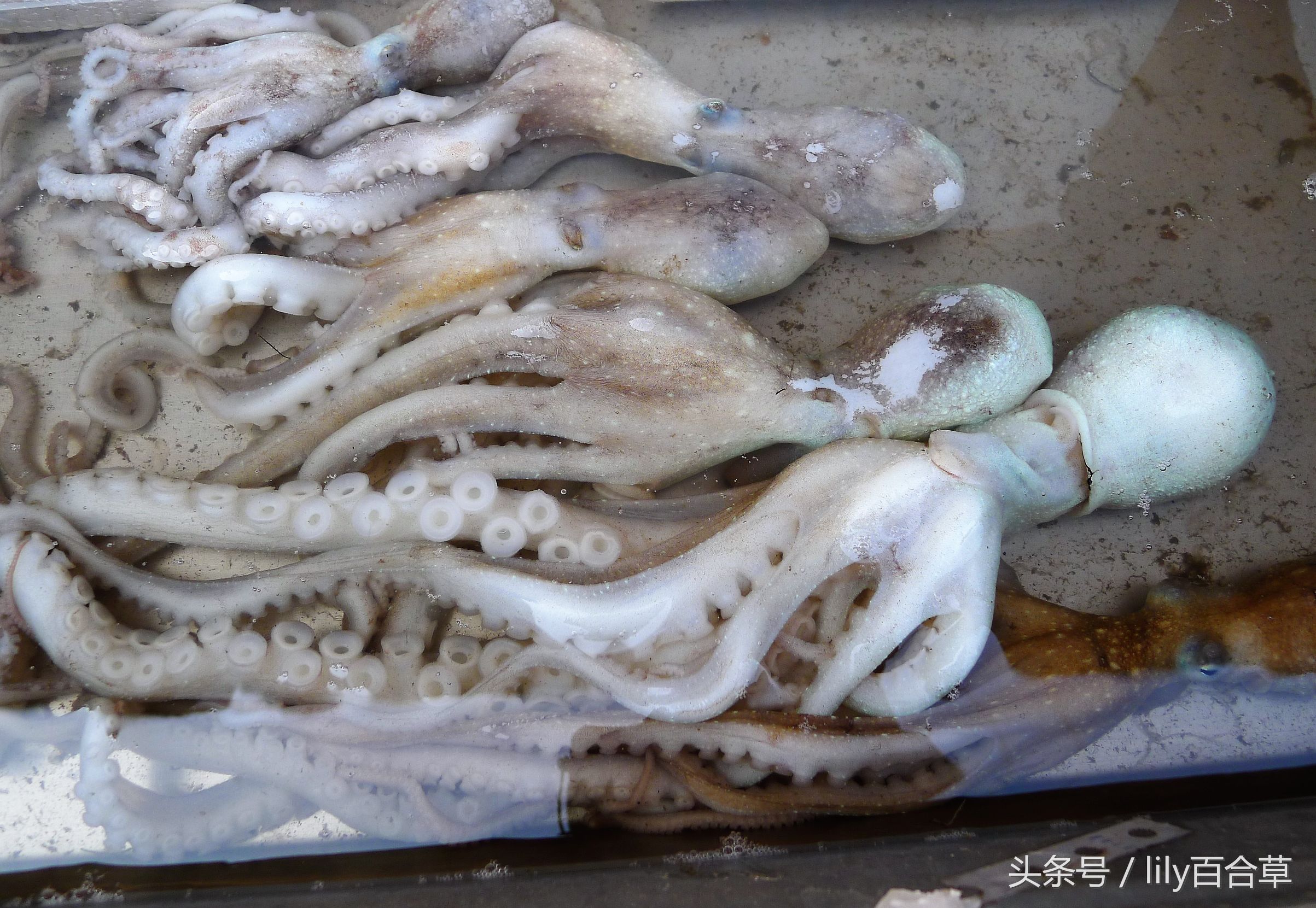 哪些海鲜可以带回家,回家路上可以带海鲜吗