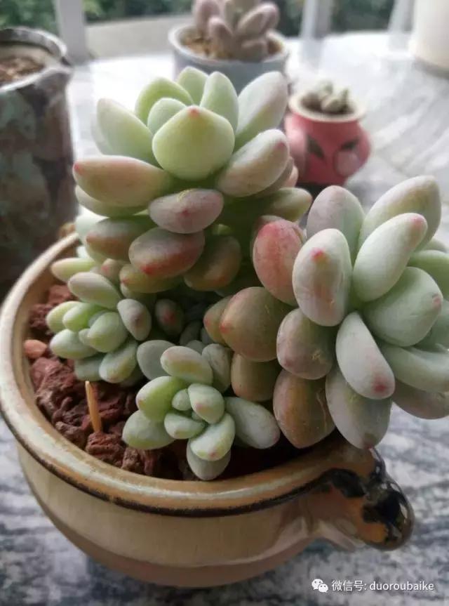 春天的多肉带给枯木新的生机，于是它们相爱了！