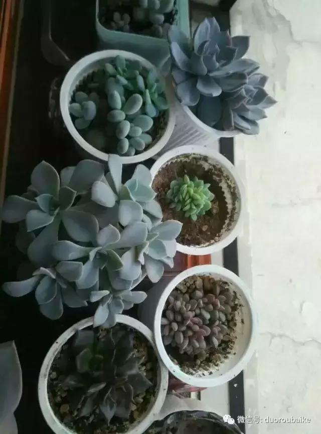 养了20年的多肉植物,老肉友多肉植物