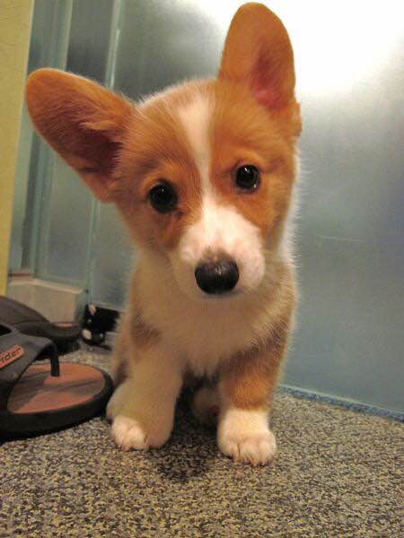 普遍的狗狗品种大全及图片,所有狗狗品种集合大全