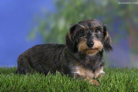 普遍的狗狗品种大全及图片,所有狗狗品种集合大全