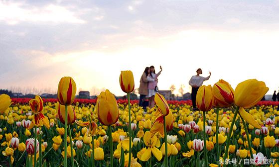 湖南赏花自驾游攻略,湖南旅游赏花攻略