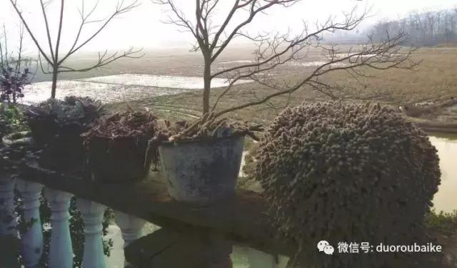 雪地里妈妈种的漂亮多肉,女儿种的多肉