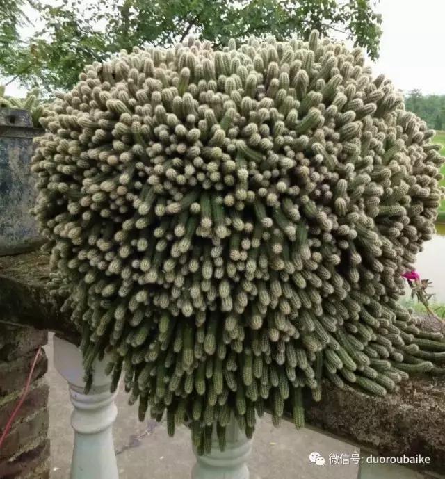 雪地里妈妈种的漂亮多肉,女儿种的多肉