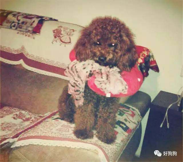 一只贵宾狗,一只贵宾犬