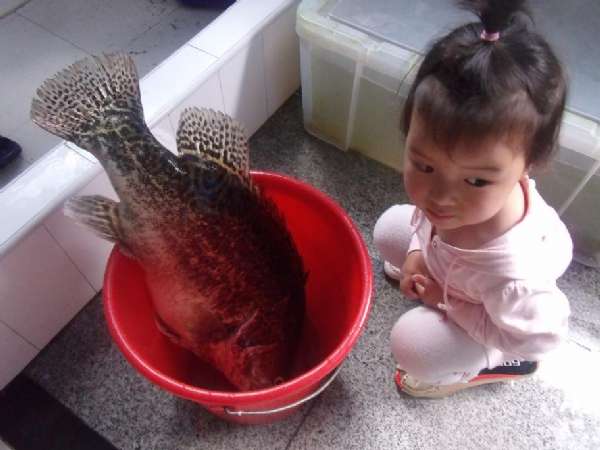 牛人自制鱼竿钓鱼,自制手竿鲤鱼钓组