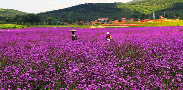 沈阳紫烟薰衣草庄园怎么样,沈阳紫烟薰衣草庄园招聘