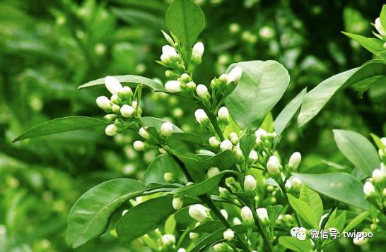 不用香水的女人没有未来英文,不用香水的女人身上有香味