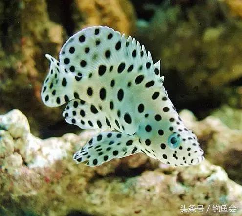 观赏鱼中的巨无霸都有哪些,土豪们的大型观赏鱼