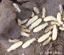 果园白蚁彻底消灭的方法,果树白蚁如何防治