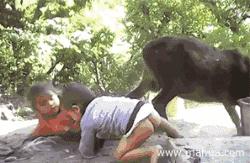 搞笑动图157期,鸡吃米搞笑动图