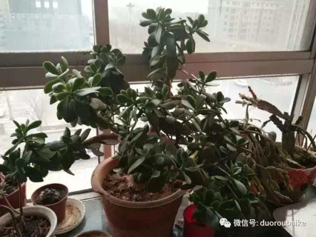 养了20年的多肉植物,老肉友多肉植物