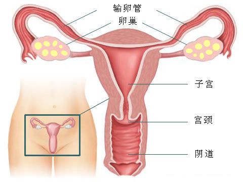 *生活性**活跃、性伴多，增加宫外孕的危险性