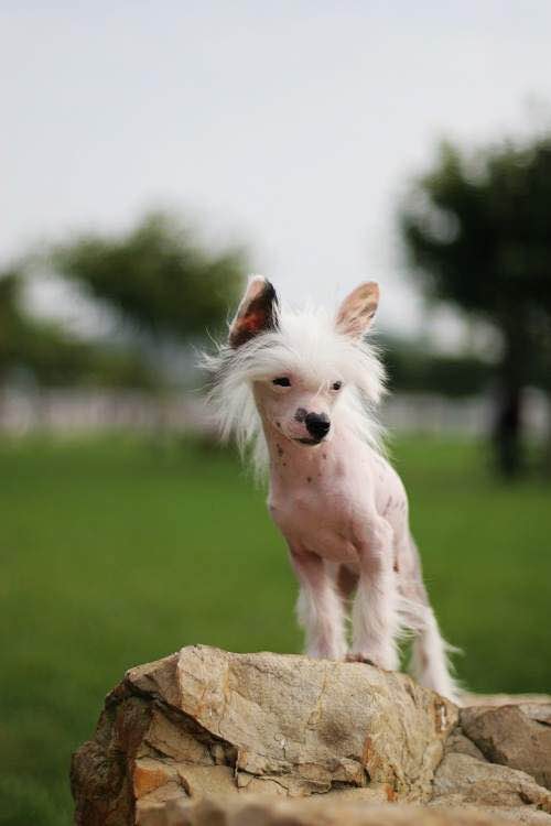 普遍的狗狗品种大全及图片,所有狗狗品种集合大全