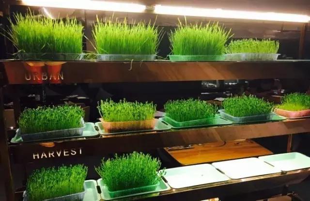 11大商场45家好吃餐厅，上海各大商场觅食指南，逛到哪吃到哪