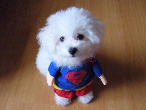 比熊摔了后腿无力,比熊一个后腿无力不敢着地