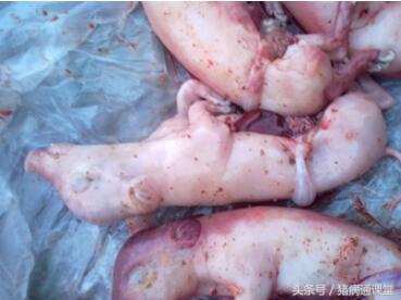 妊娠母猪流产原因,母猪两个月流产的原因