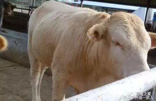 木炭养牛的正确方法,巧用锅底灰解决养牛的问题